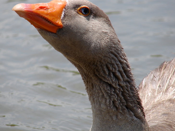 goose, neck, grey, orange, beak, water, head