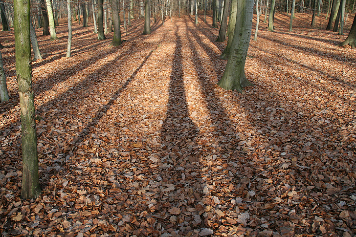autumn, forest, light, shadow, leaves, tree trunks, sunshine