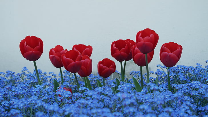 tulips, forget me not, flowers, tulip, nature, red, springtime