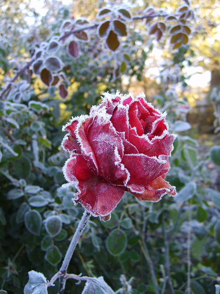 roses, flower, leann, pink, winter, cold, frost