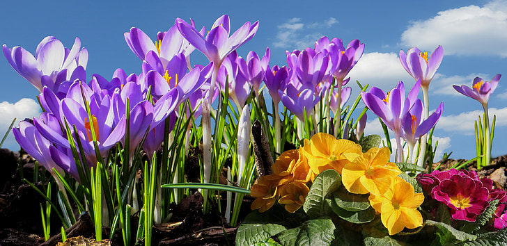 jaro, frühlingsanfang, Jarní probuzení, Šafrán, Zavřít, jarní květiny, květ