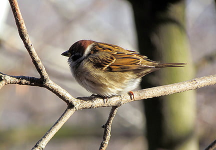birds, sparrow, house sparrow, bird, nature, wildlife, animal