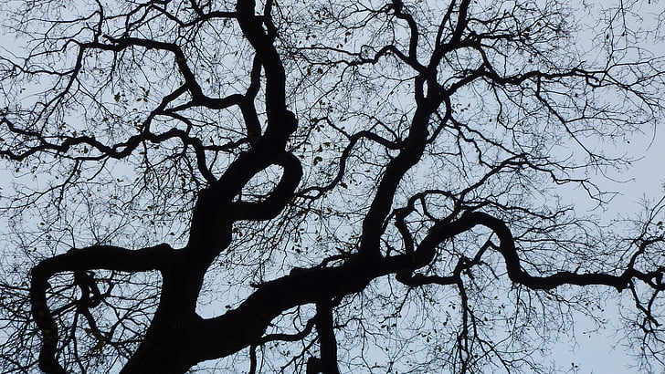 contraste, árvore, percepção de profundidade