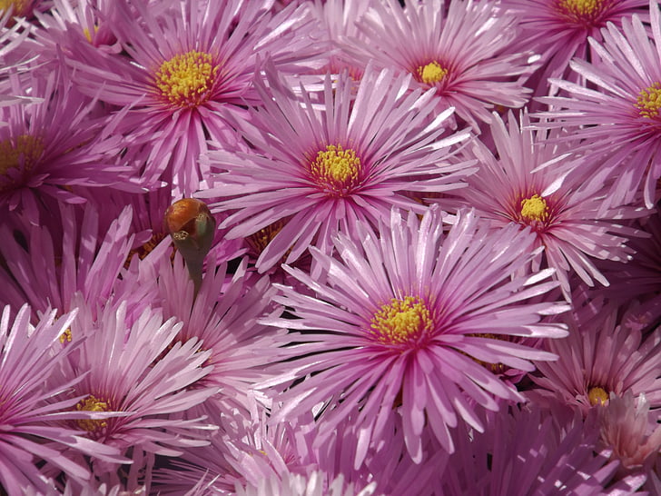 aster, flowers, rayitos, nature, pink petals, yellow center