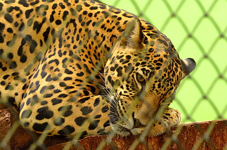 animal, cat, close-up, exotic, fence, fur, hunter