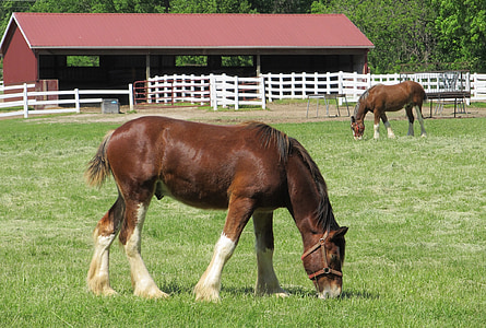 clydesdales, horses, yearlings, young, grazing, pasture, corral