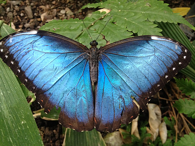 papillon, insecte, invertébré, nature, aile, faune, morpho bleu