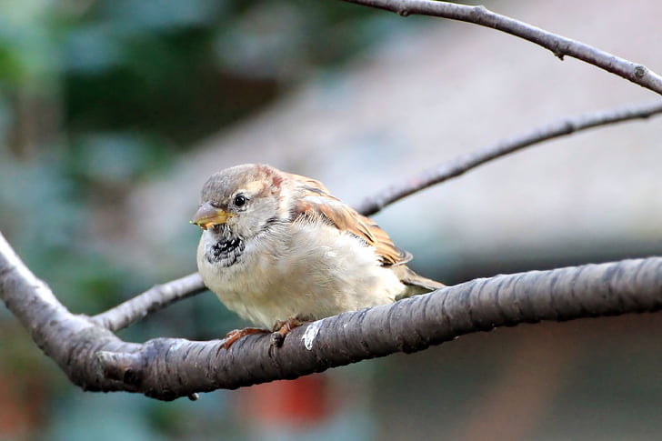 Sparrow, Sperling, pták, větev, Sit, zpěvný pták, zahrada