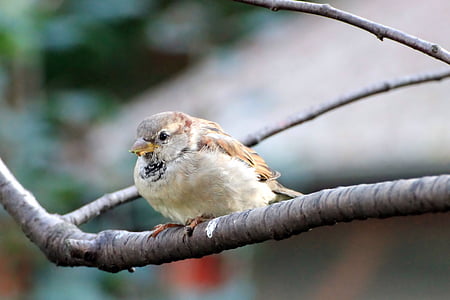 sparrow, sperling, bird, branch, sit, songbird, garden