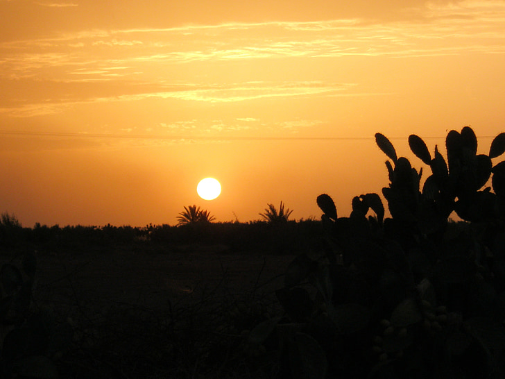 sunset, cactus, shadow
