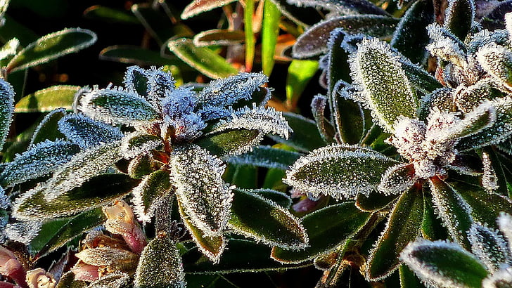 Frost, gheata, frunze de geroase, plante, iarna, natura, Close-up
