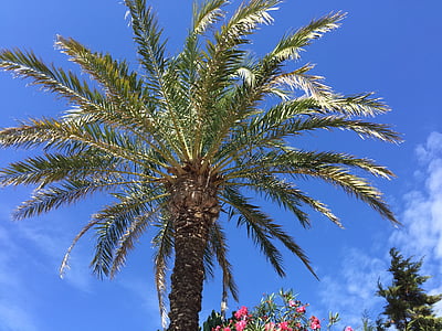 Palm, növényzet, Baleár-szigetek, Formentera