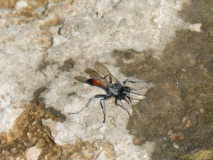 Ammophila sabulosa, avispa, extraño insecto, avispa de arena con bandas rojo