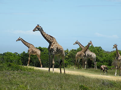 zürafa, vahşi, hayvan, memeli, doğa, Afrika, Safari