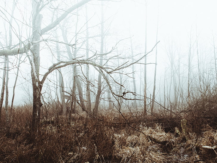 fog, foggy, forest, trees