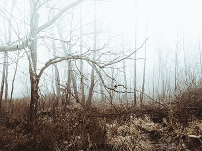 nebbia, nebbioso, foresta, alberi