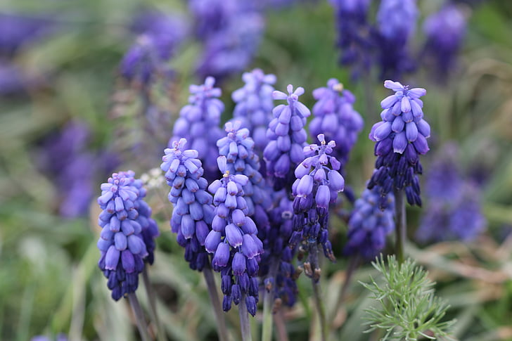 purple, hyacinth, macro, nature, flower picture, flower, turkey