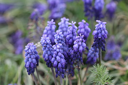 vijolična, Hyacinth, makro, narave, Slika iz rož, cvet, Turčija