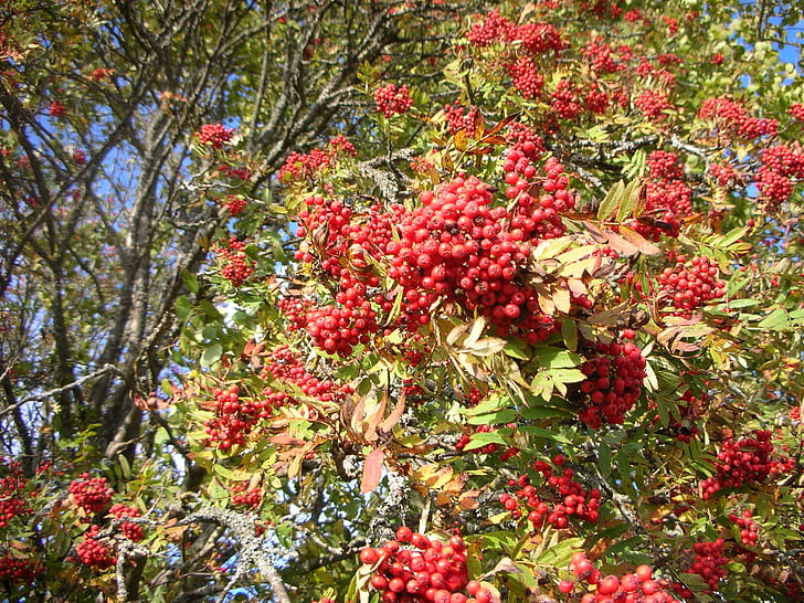 ROWAN, strom, červené bobule, pobočky, jeseň, fínčina, ovocie