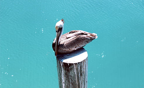 Pelican, burung, alam, air, laut, alam, laut