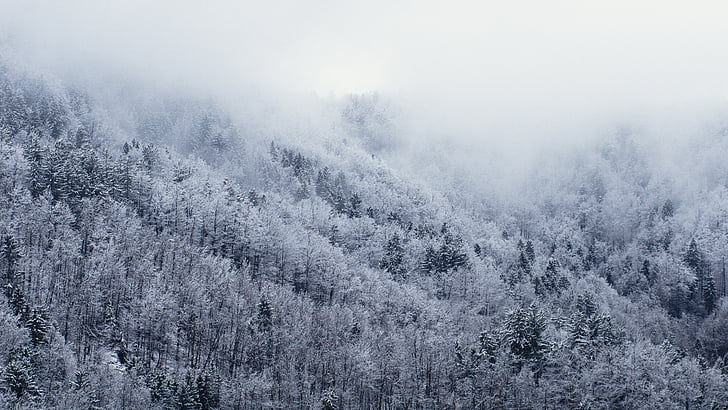 cold, fog, forest, snow, trees, white, winter