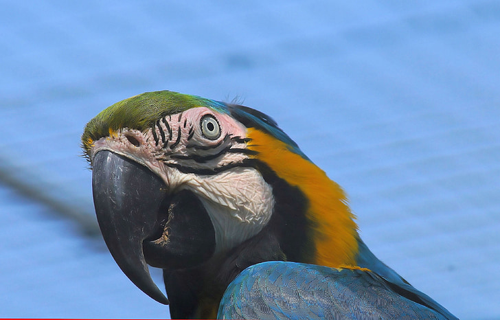 Ara, папагал, тропически, птица, цвят, синьо, животински свят