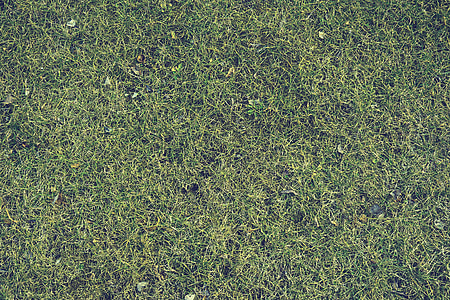 grass, lawn, yard, texture, nature, green, environment