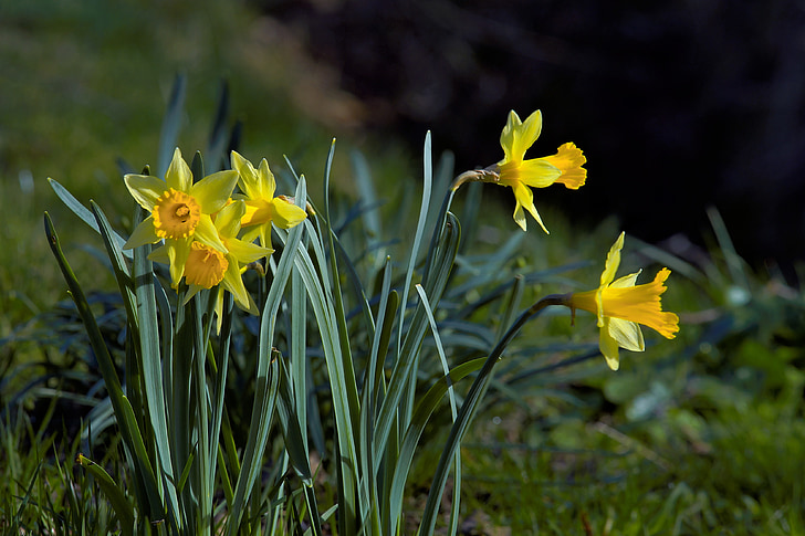 daffodils, flowers, yellow, garden, spring, close, osterglocken