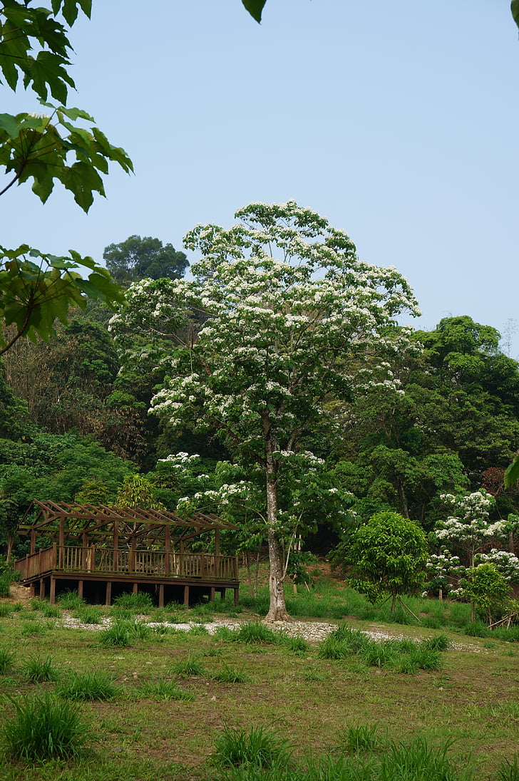 Tung δέντρα και λουλούδια, ανθοφορίας, λευκό λουλούδι, Γου yuexue