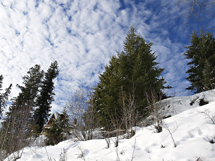 zimowe, śnieg, sezon, zimno, pochmurno, niebo, drzewa