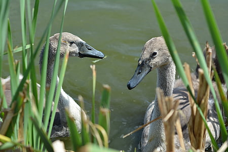 swan, lake, bird, nature, water bird, neck