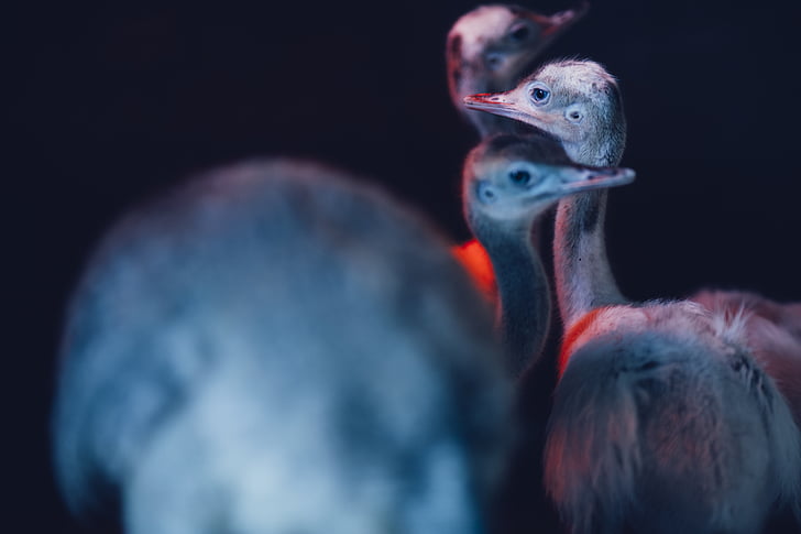 three, ostrich, hatchlings, bird, eye, face, close