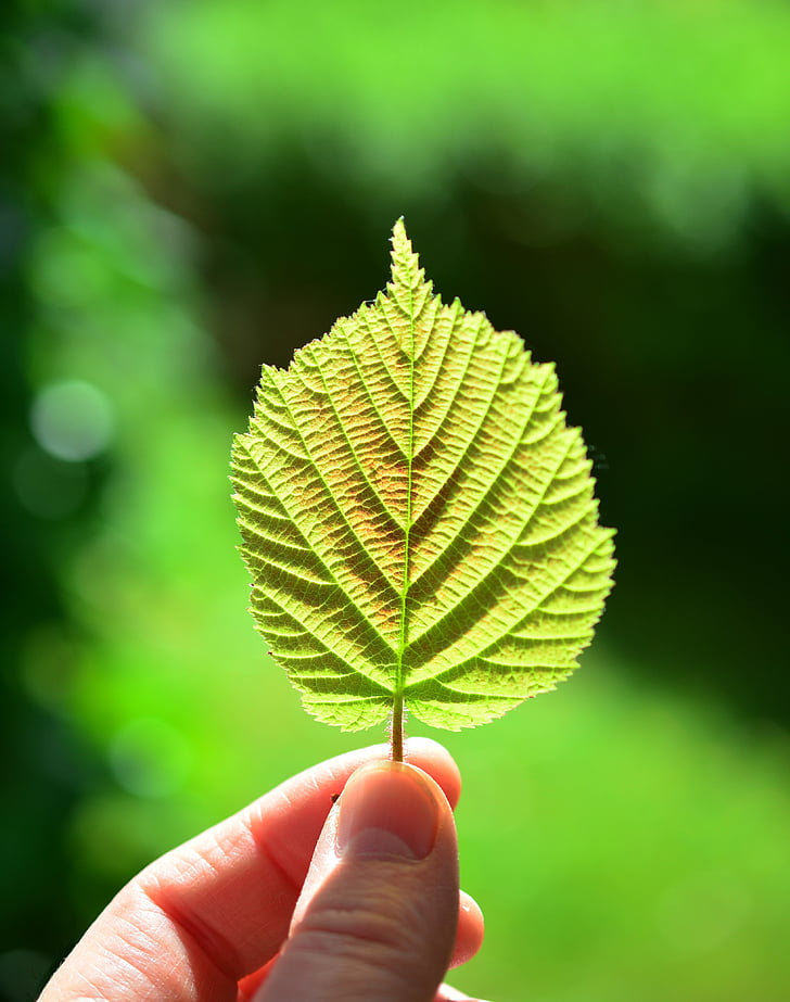 close-up, fingers, leaf, macro