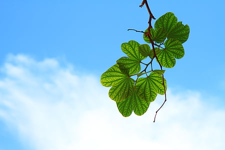 leaves, twig, branch, sky, blue, cloud, green