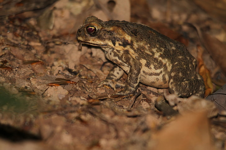 cane toad, toad, frog, amphibian, animal, wildlife, wild