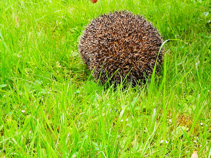 hedgehog, urchin, nature, animal, spikes