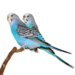 niebieski, papugi, kij, białe tło