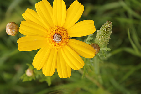 kukurica marigold, coleostephus myconis, kvety, Salento, žltá, Flora, Príroda