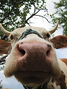 cow, four-legged, animal, farm animals, hair, horn, ungulates