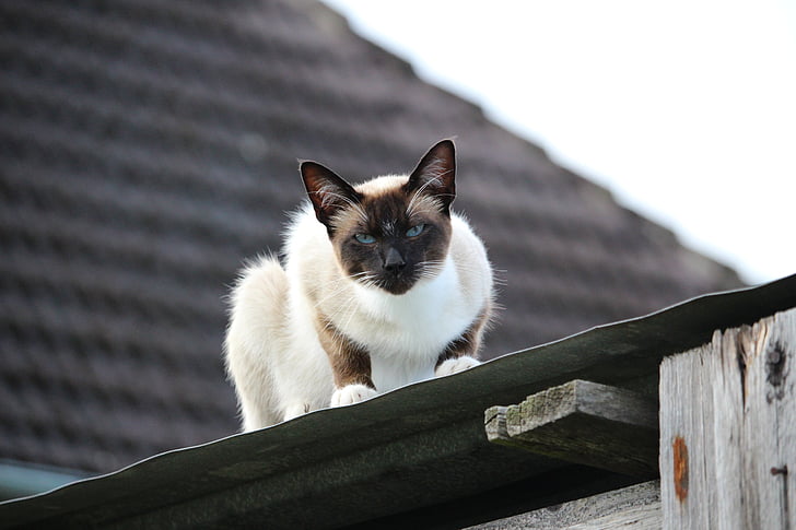 con mèo, mèo Xiêm, tấm kim loại mái nhà, giống chó mèo