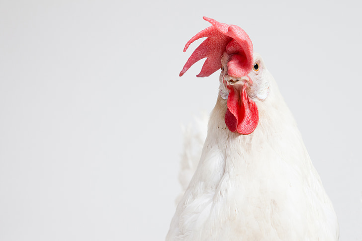 cock, chicken, animal, background, ground, bird, ks