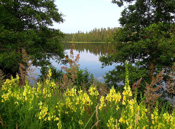 Lago, Antirrhinum, giallo, fiori, foresta, alberi, bocche di Leone