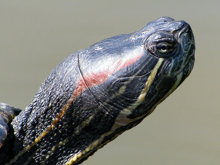 skildpadde, dyr, vand dyr, padder, biotop, close-up, hoved