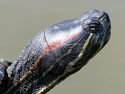 turtle, animal, water animal, amphibian, biotope, close-up, head