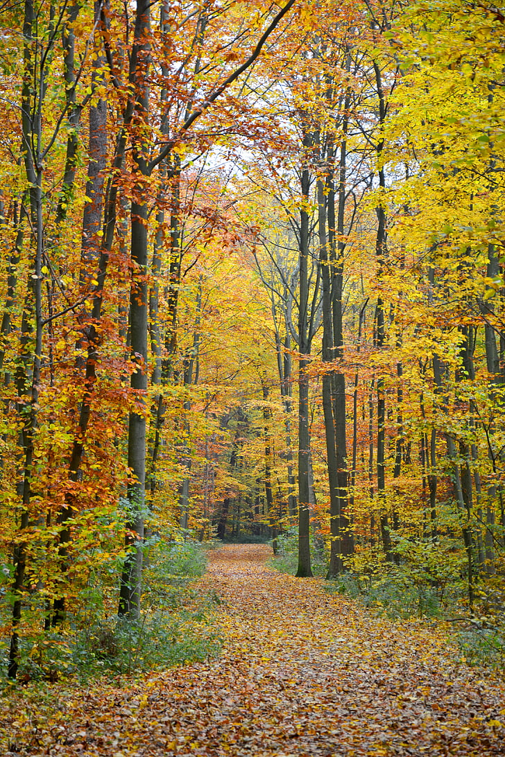 hösten, hösten skogen, skogen, skogsstigen, träd, falla lövverk, gyllene höst