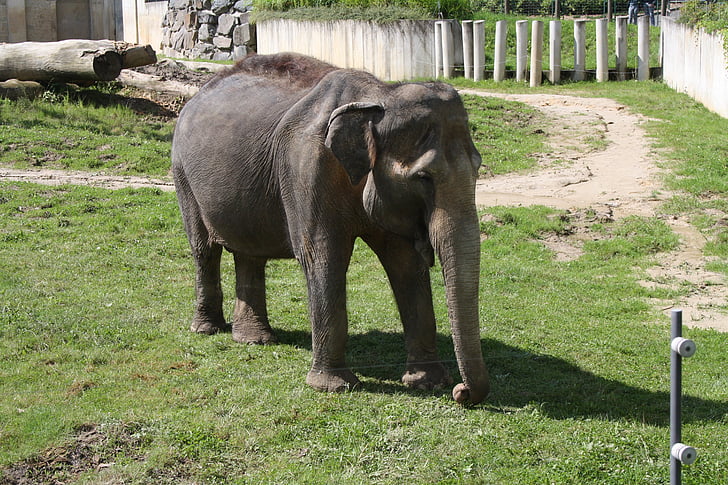 слон, slůně, Зоологическа градина