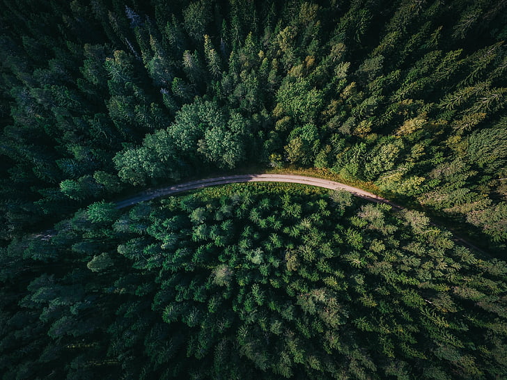 green, pine, trees, road, forest, tree, drone