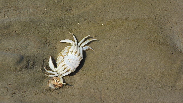 crab, corpse, beach, sdcovka, the clams, coast
