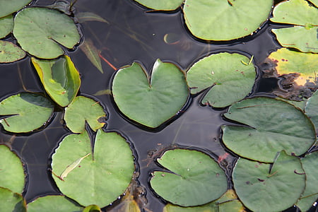 vesi, suolla, lampi, Lake, Lilly, lillypad, waterlilly