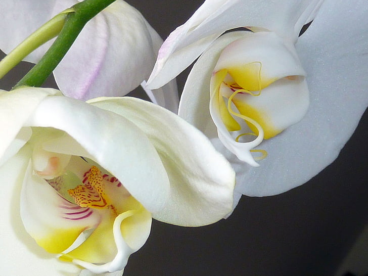 Orchid, fleurs, herbes de garçons, Orchidaceae, rose clair, Orchis lactea, Inflorescence :